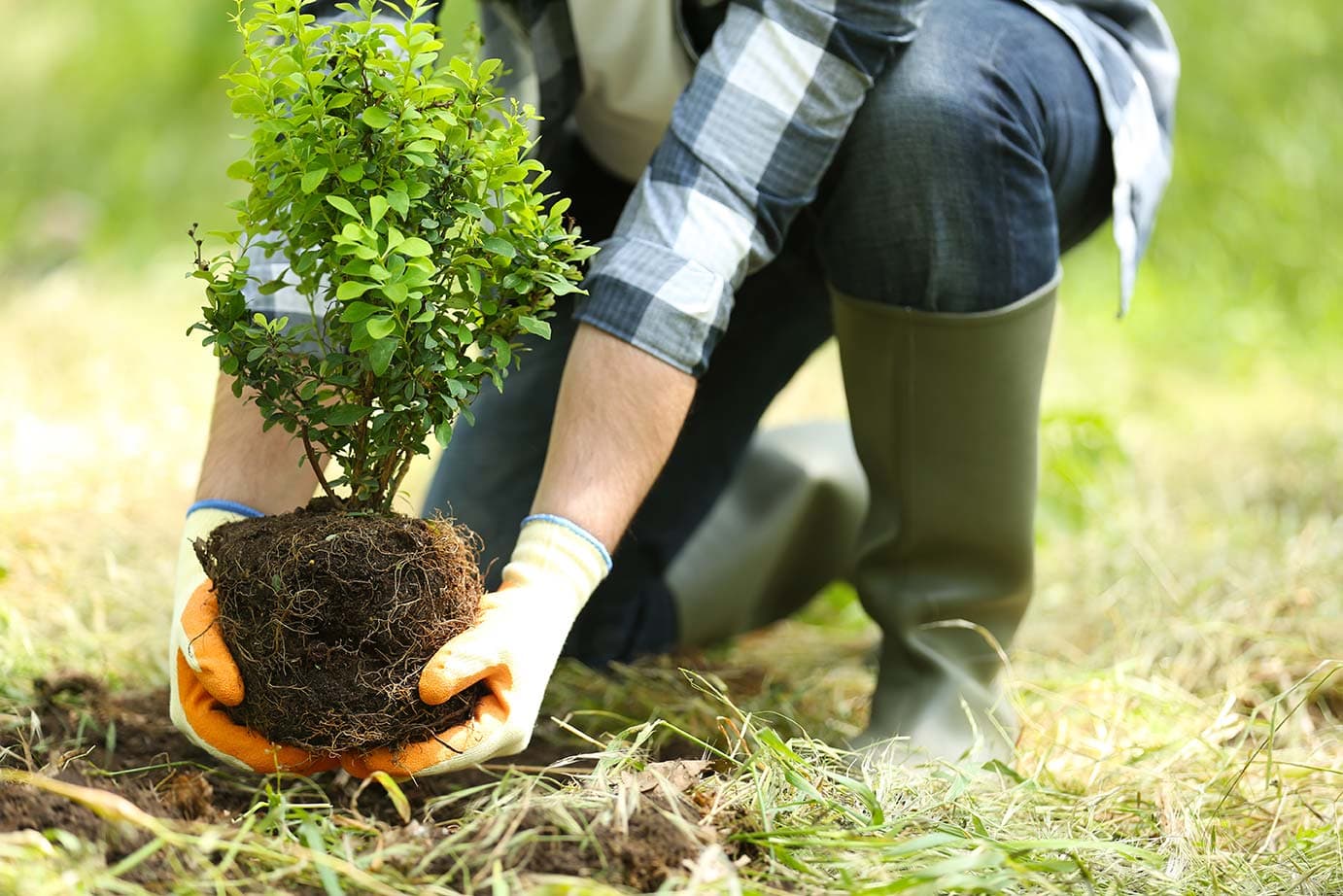 Plant Trees for a Greener Future
